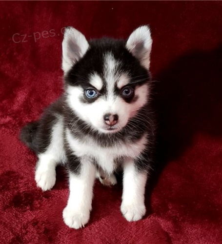 Pomsky �t��ata