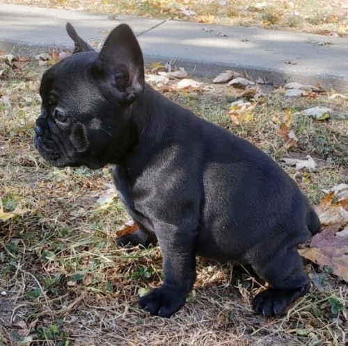 ZDRAV� a O�KOVAN� �ern� francouzsk� buldo�ek �t��ata