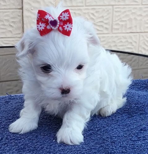 O�KOVAN� a od�erven� maltsk� �t��ata k prodeji.