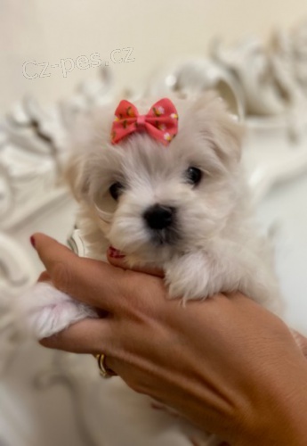 mini maltsk� �t��ata na prodej.