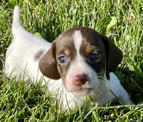 zdrav� �t��ata jezev��k� na prodej