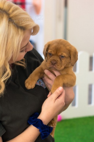 Bordeaux mu�i a �eny �t��ata na prodej