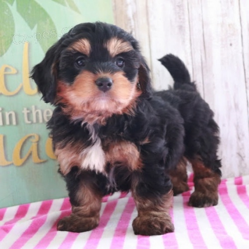 kr�sn� �t��ata bernedoodle na prodej.