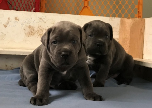 kr�sn� �t��ata cane corso na prodej.