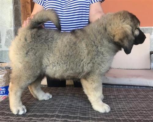 Pastore �t��ata k adopci