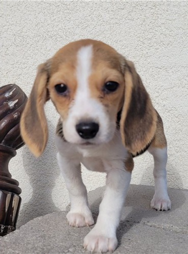 Rozko�n� �t��ata beagle star� 12 t�dn�