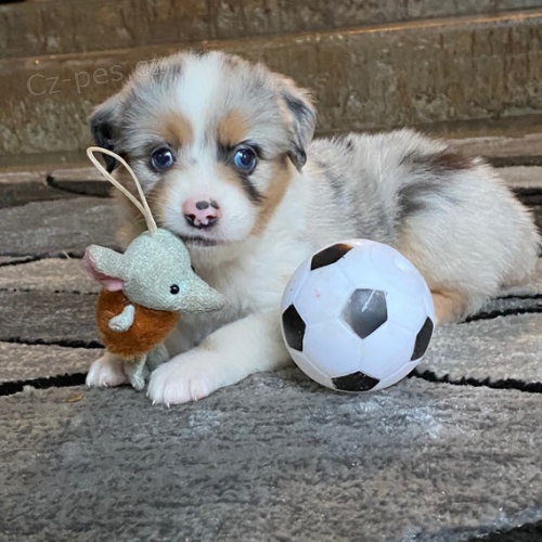 australsk� ov��k