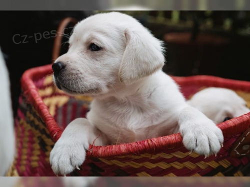 Labrador �t�n� s PP