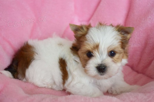 �t���tka shih-tzu s PP- Nab�dka
