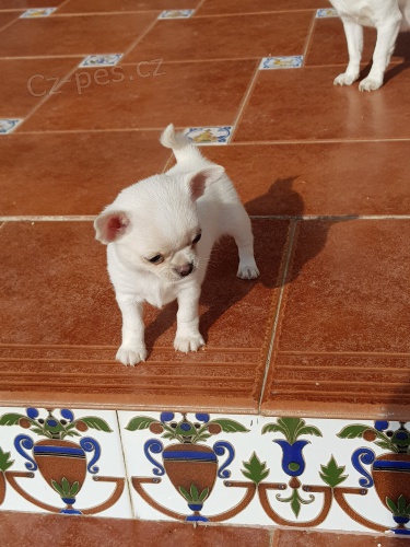 kr�sn� civava redy k adopci