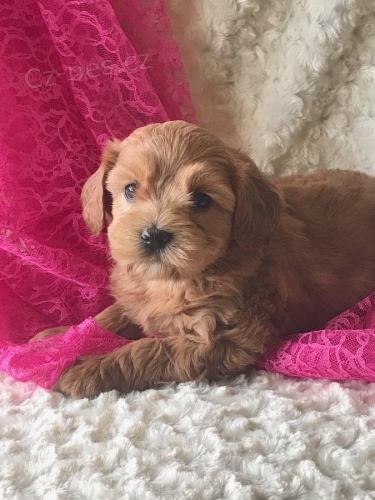 Kr�sn� pudlov� d�rek k adopci zdarma