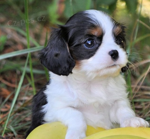 kr�sn� kavalir king charles  �t���tka zrzav� k adopci