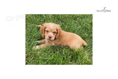 corcka speniel  s PP Fene�ka