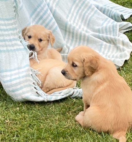 labradorsk� retr�vr..