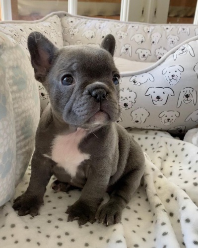 sladk� okouzluj�c� �tenata francouzsk�ho buldocka