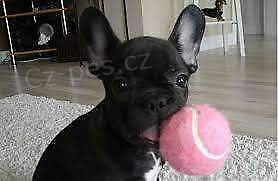 francouzsk� buldo�ek dech berouc� dech!