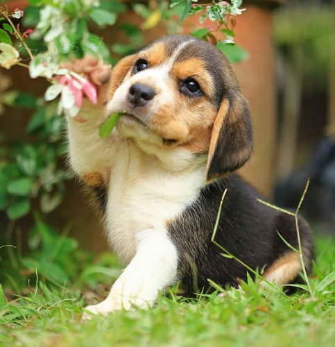 ��asn� �t��ata Beagle. $