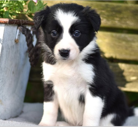 roztomil� �t��ata Border Terrier