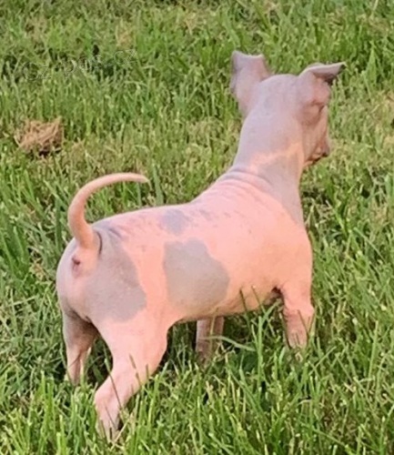 Ohromuj�c� �t��ata americk�ho bezsrsty teri�r