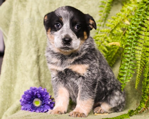 Samci a samice �t��at australsk�ho Cattle Dog