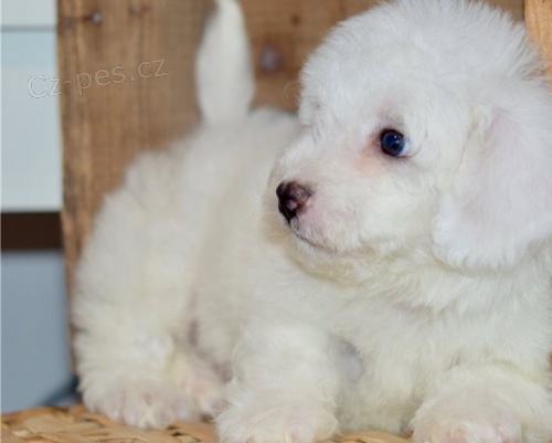 K dispozici jsou kr�sn� �t��ata Bichon Frise