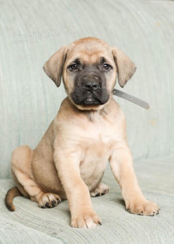 �t��ata Anglick� mastif pro dobr� domov