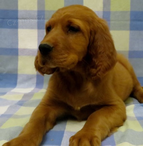 �t��ata irsk�ho setra k dispozici