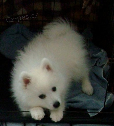 Roztomil� �t��ata japonsk�ch �pic�