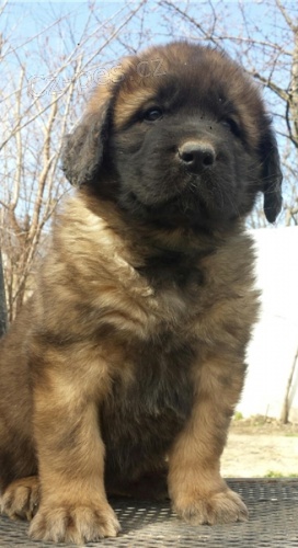 Dob�e tr�novan� �t���tka Leonberger
