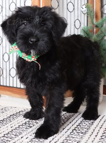 K dispozici �t��ata kn�ra��