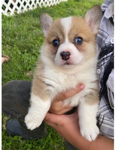 �t��ata Pembroke Welsh Corgi
