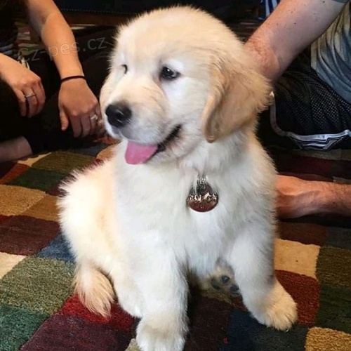 zlat� retr�vr �t��ata