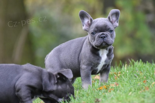 �t��ata modr�ho francouzsk�ho buldo�ka p�ipravena j�t co nejd��ve