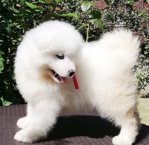 samojed chlupat� �t���tka k adopci