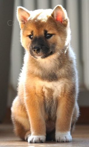 �t��ata Shiba Inu pro nov� domovy k adopci