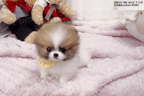 Pomeranian �t��ata k adopci