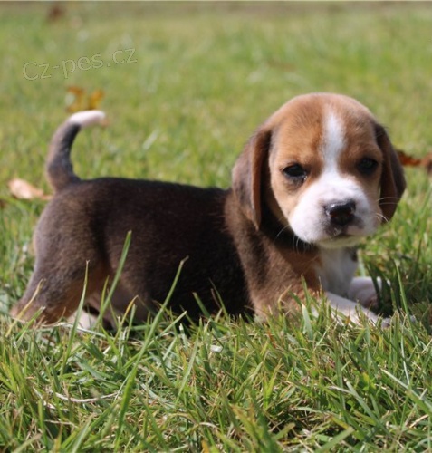 Kr�sn� beagle d�rek k adopci zdarma