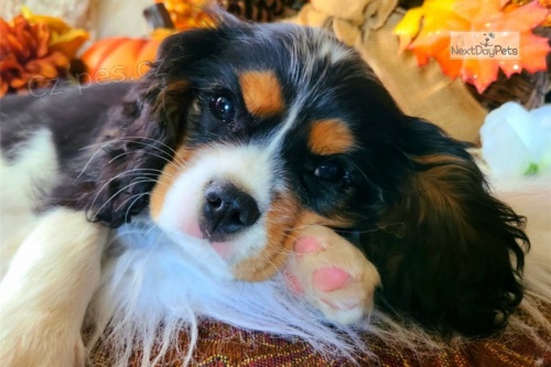 kr�sn� kavalir king charles  �t���tka zrzav� k adopci