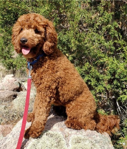 Kr�sn� pudlov� d�rek k adopci zdarma