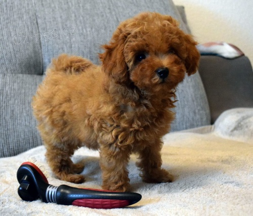 mini 2  pudlov� �t���tka k adopci