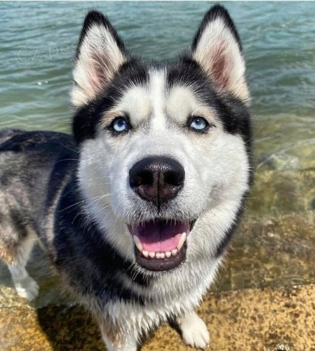 Sibi�sk� husky k adopci
