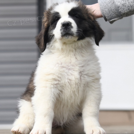 �t���tka Saint Bernard jsou p�ipravena k adopci.