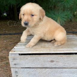 �t��ata zlat�ho retr�vra jsou p�ipravena k adopci.