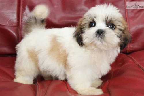 l�i�ka �t��at shih tzu,