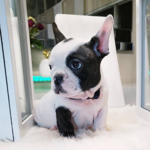 Velmi ��astn�, hrav�, rozko�n� a p��telsk� �t���tka francouzsk�ho buldo�ka p�ipraven� j�t do kr�sn�ho a sladk�ho domova pouze pro miluj�c� a pe�uj�c� osoby.