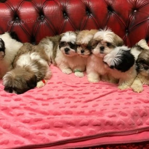 ڞasn� shitzu �t��ata pro nov� rodiny !! Na�e �t��ata jsou super p��telsk� a socializovan�, r�di si hraj� s d�tmi a jin�mi dom�c�mi mazl��ky, �t��ata jsou kontrolov�na veterin��em, o�kov�na a od�ervena.