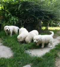 ڞasn� zlat� retr�vr �t��ata k dispozici �t��ata mu�sk�ho a �ensk�ho pohlav� pro milovn�ky dom�c�ch mazl��k�. Jsou nyn� p�ipraveni, zkontrolovali veterin��e, od�ervili a maj� v�echny z�znamy veterin��e aktu�ln�.