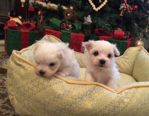 Tato n�dhern� �t���tka maltsk�ch slad� jsou tak mal� a roztomil�. Jejich perfektn� trojit� srst je neuv��iteln� m�kk� a �ist�.