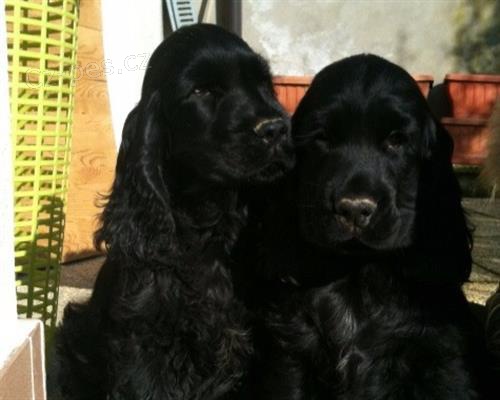 ڞasn� kokr�pan�l �t��ata k dispozici �t��ata mu�sk�ho a �ensk�ho pohlav� pro milovn�ky dom�c�ch mazl��k�. Jsou nyn� p�ipraveni, zkontrolovali veterin��e, od�ervili a maj� v�echny z�znamy veterin��e aktu�ln�.