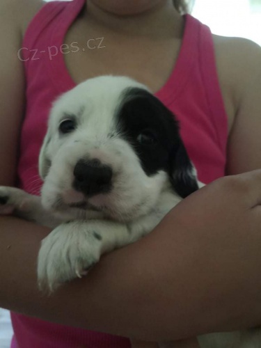 Anglick� setr - st��ata